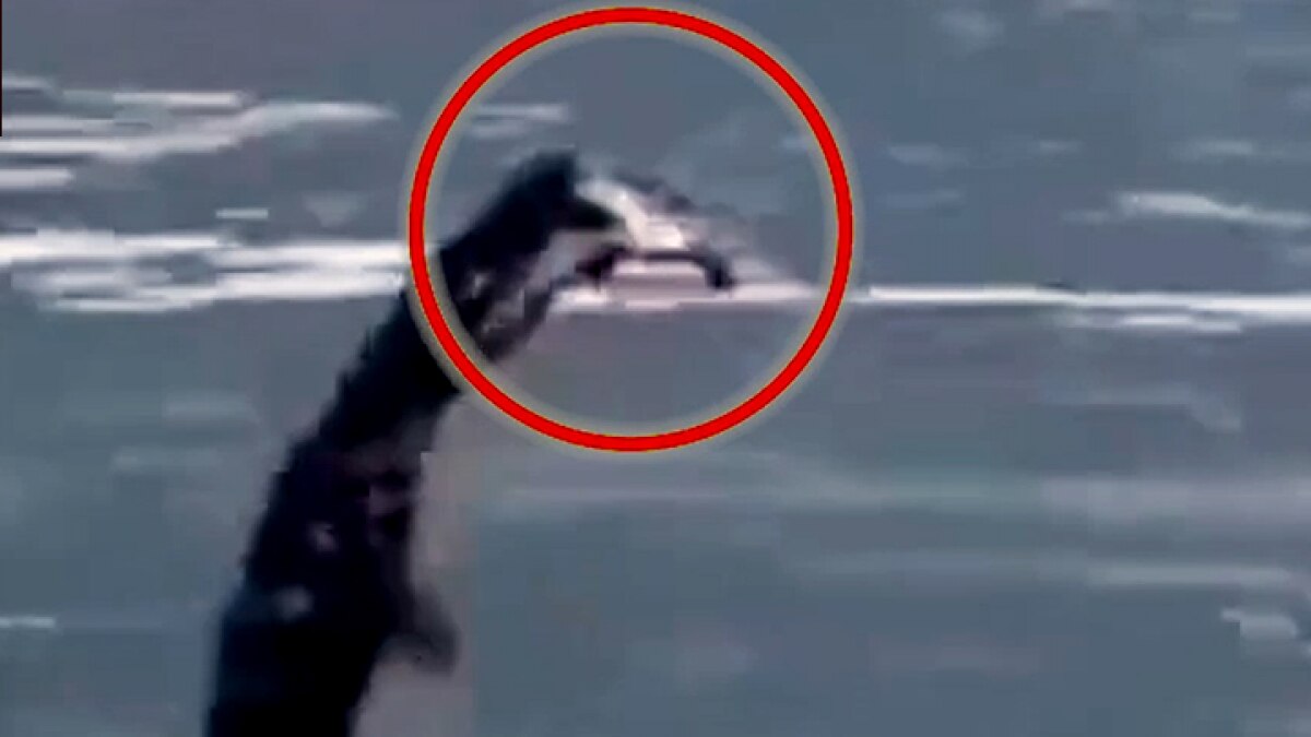 Drone and Crocodile video going viral on social media MMT