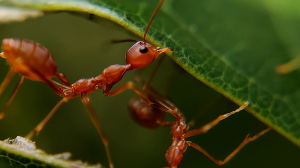 Do you know about the milk of ants Unknown and interesting facts News in hindi MMT