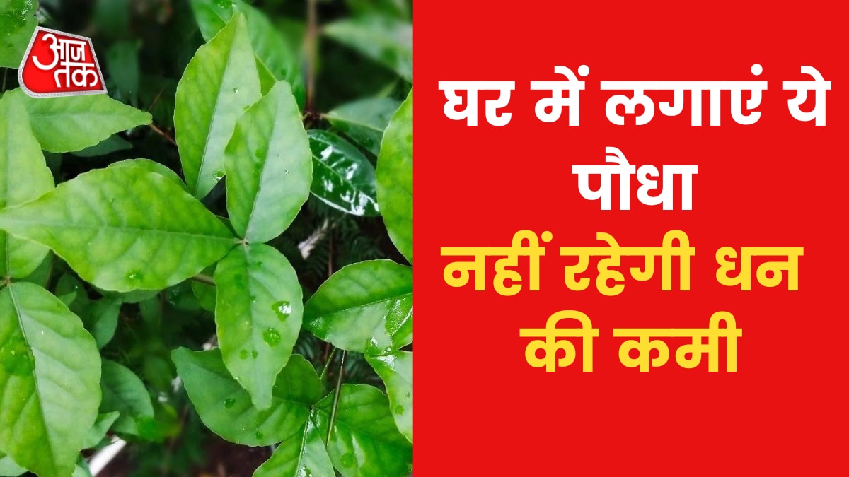 Astro Tips: धन की कमी दूर करने के लिए घर में लगाएं कौन-सा पौधा, जान‍िए