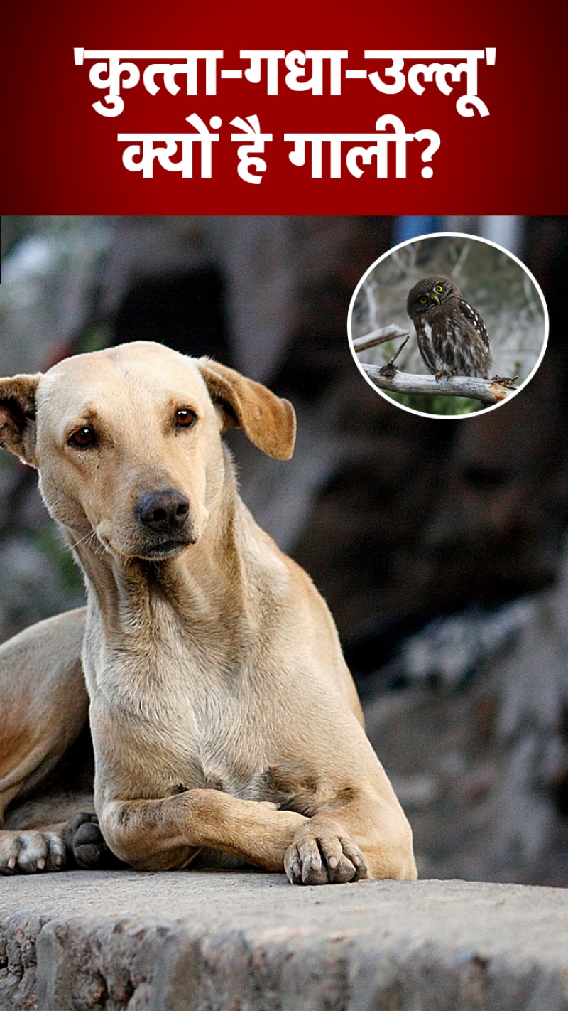 किसी को कुत्ता-गधा-उल्लू कहना क्यों है एक गाली?