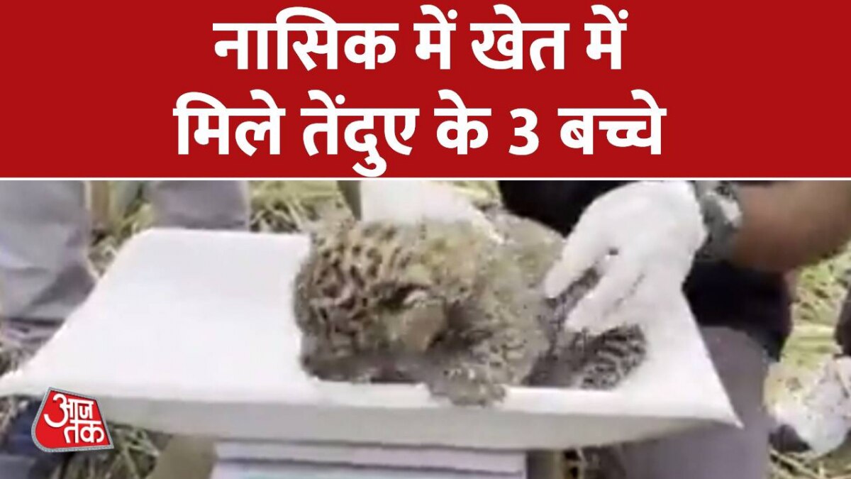 Leopard babies rescued in Nasik
