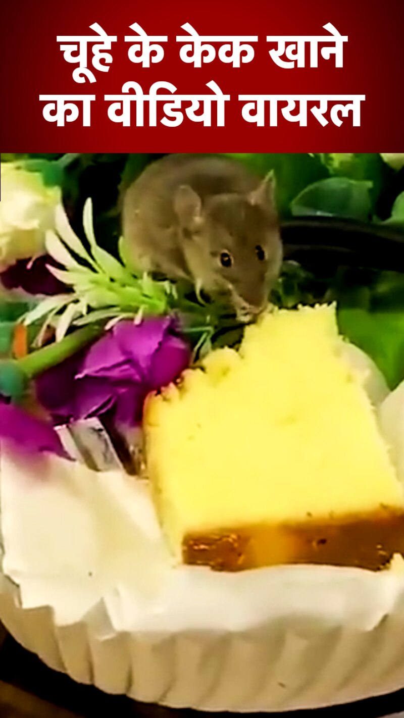 Viral Videos: मीटिंग के दौरान चूहे ने लिया केक का स्वाद