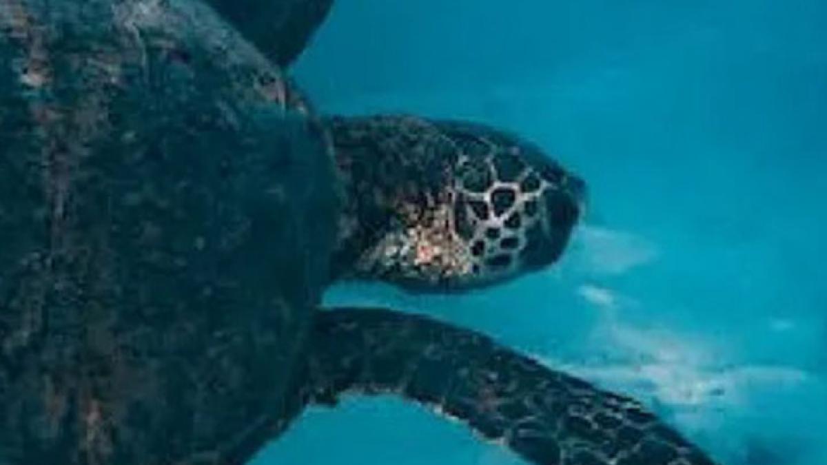 sea turtle