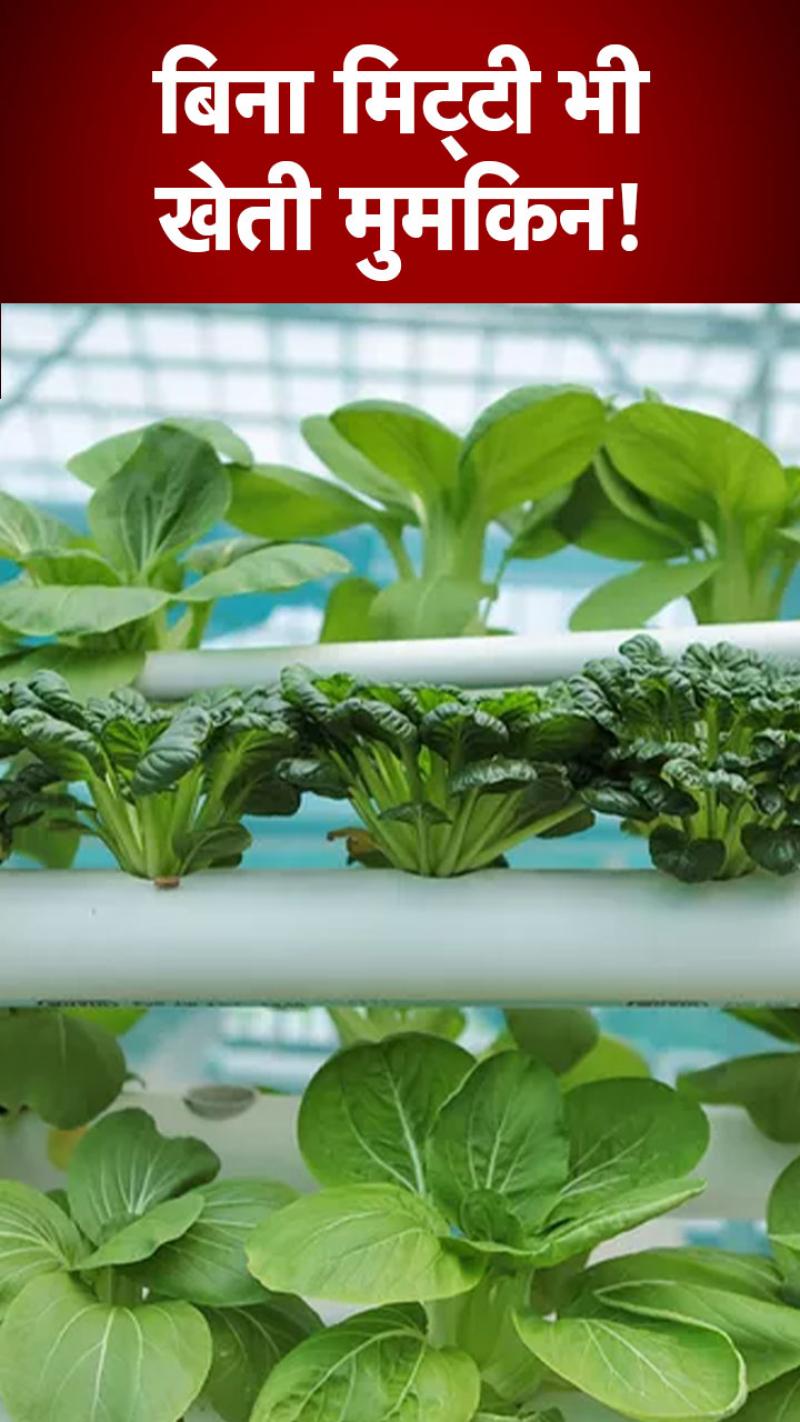 बिना मिट्टी घर में उगा सकते हैं महंगी और विदेशी सब्जियां 