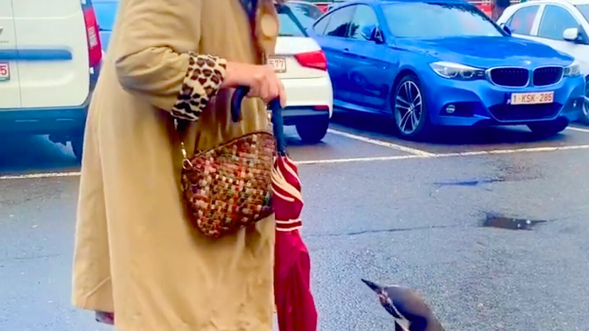 video of penguin and woman