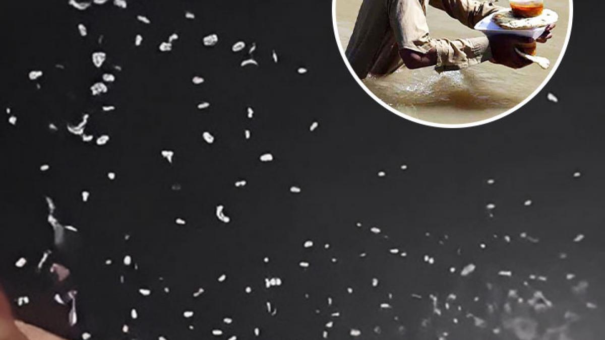 money spent in pakistan wedding amid economic crisis actor reacted on viral video MMT