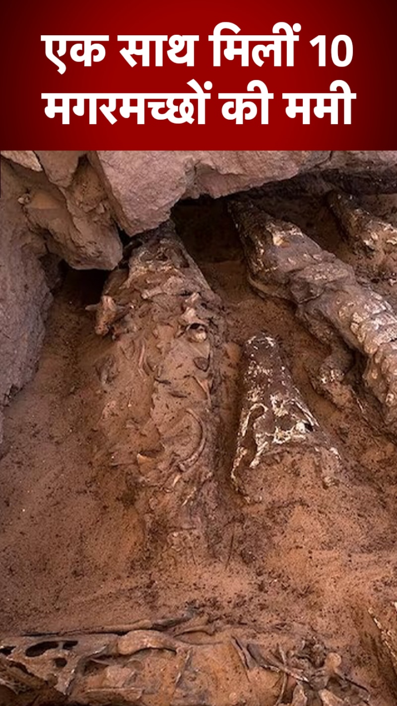 मिस्र के एक मकबरे में मिलीं 10 मगरमच्छों की ममी 