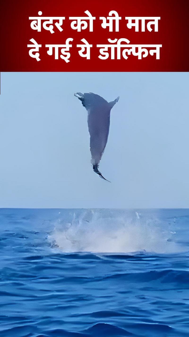 Video: डॉल्फिन ने अपने करतबों से लोगों का दिल खुश कर दिया