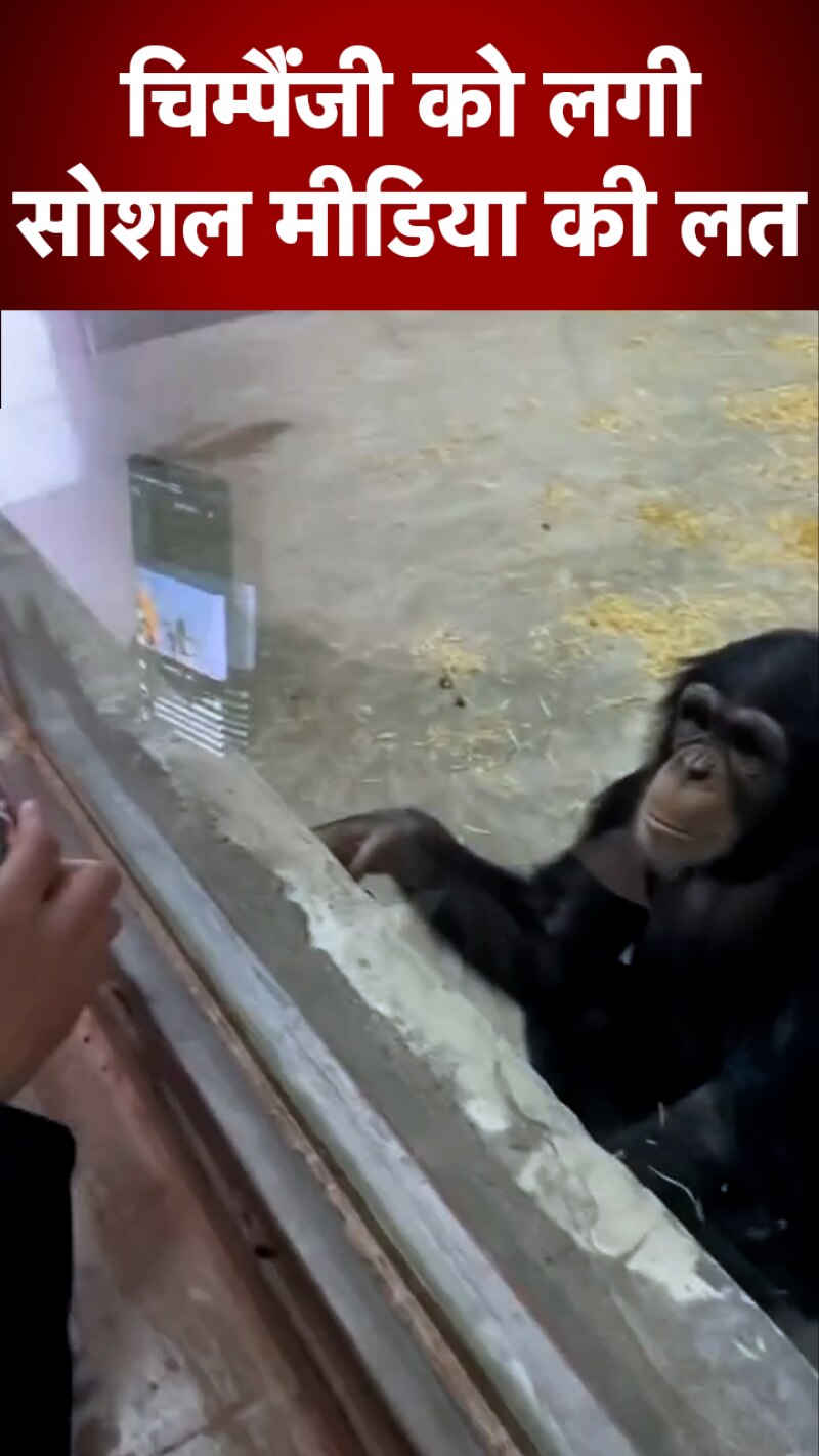 चिम्पैंजी का मजेदार वीडियो आपने देखा क्या?