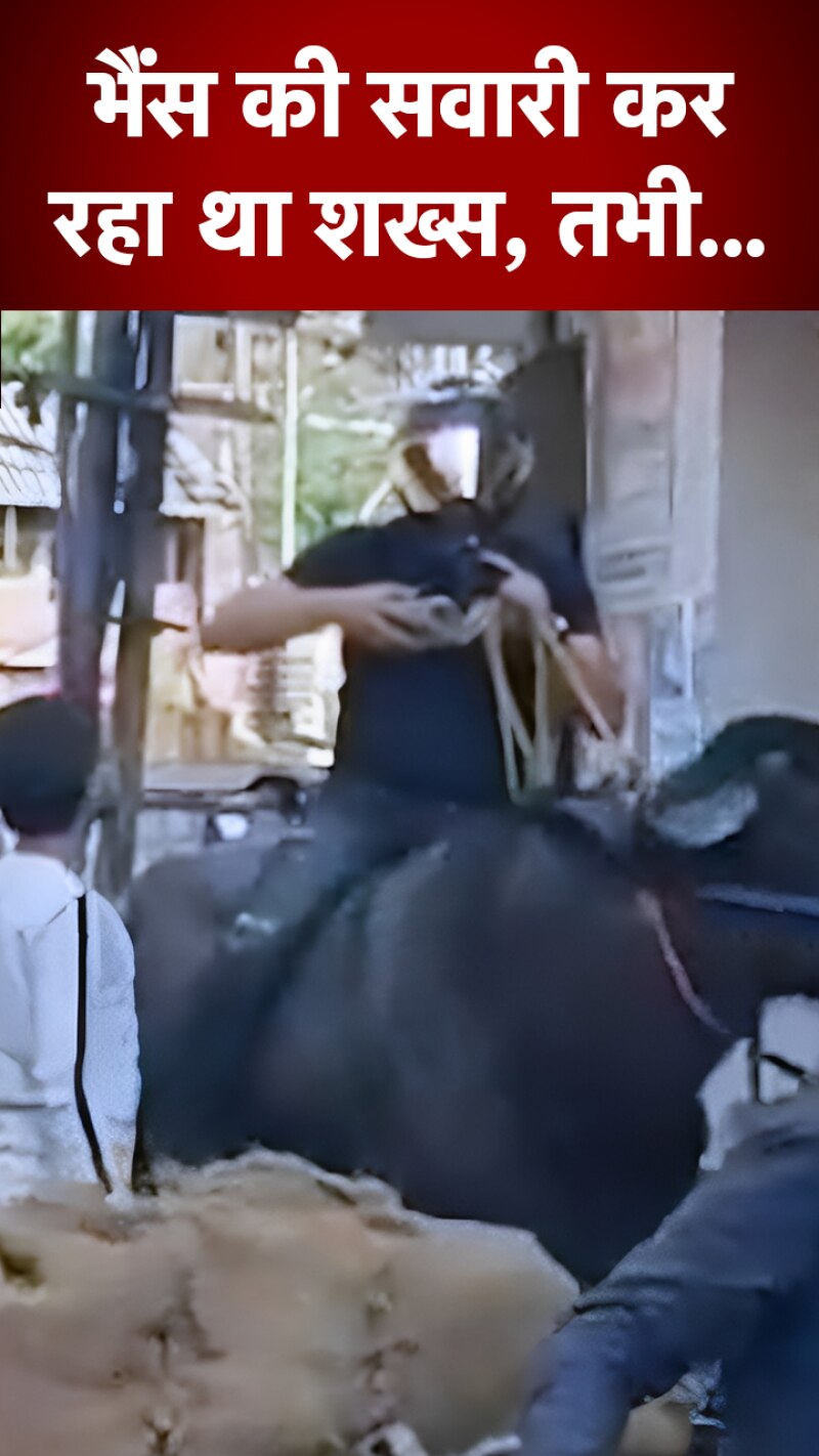 हेलमेट लगाकर भैंस की सवारी का वीडियो वायरल!