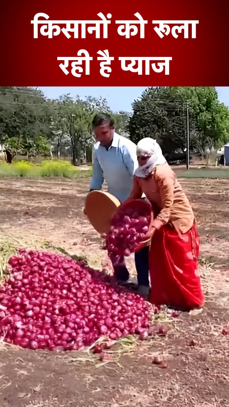 किसानों को प्याज के लागत की आधी रकम भी नहीं मिल पा रही!