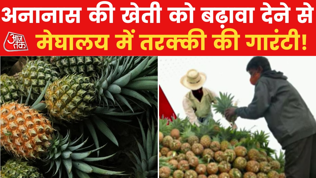 Pineapple Farming: मेघालय की प्रमुख फसलों में से एक है अनानास, कई लोग-किसान आजीविका के लिए निर्भर