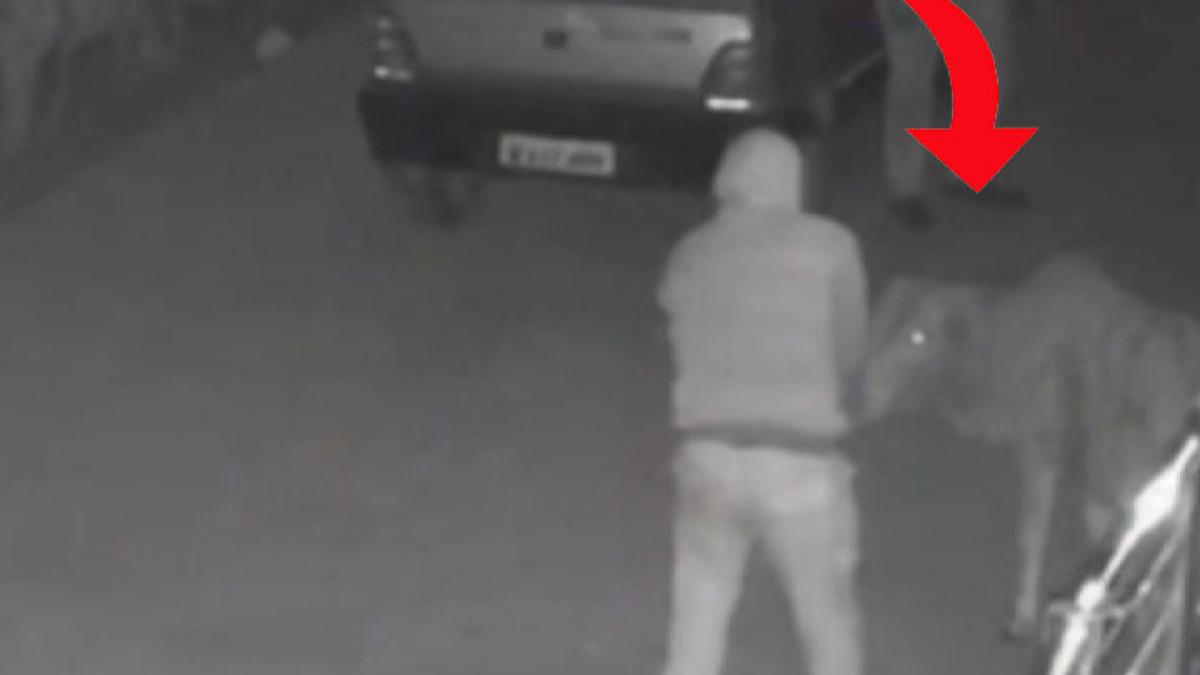 UP Muzaffarnagar cow calf kidnapping