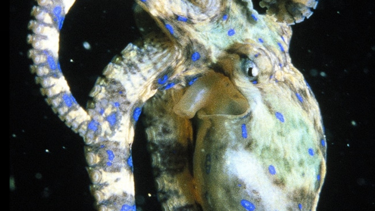 Blue Ringed Octopus