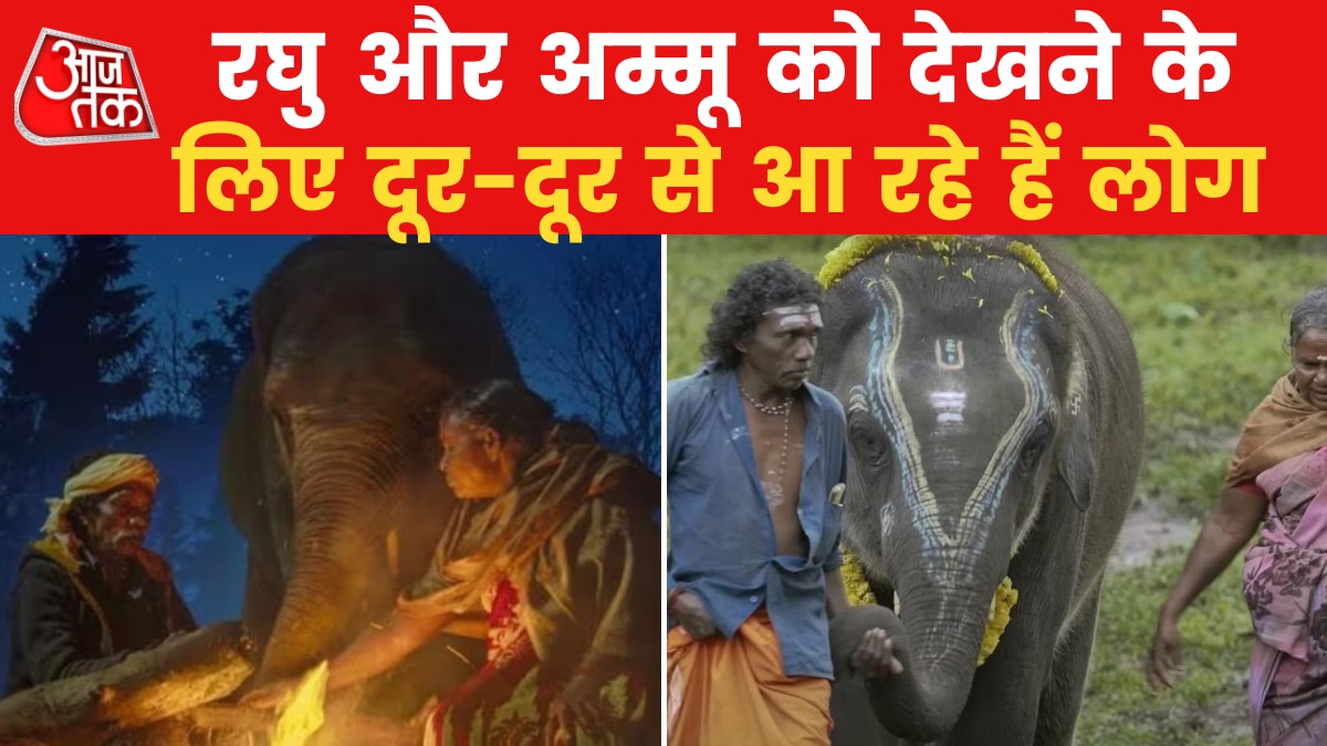 तमिलनाडु के थेप्पाकडू गांव में सैलानियों की भीड़, मशहूर हाथियों को देखने उमड़े लोग