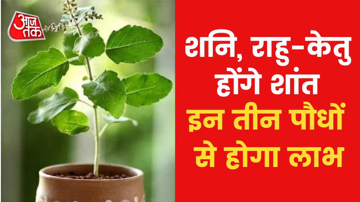 Astro Tips: घर में जरूर लगाएं ये तीन पौधे, म‍िलेंगे लाभ ही लाभ