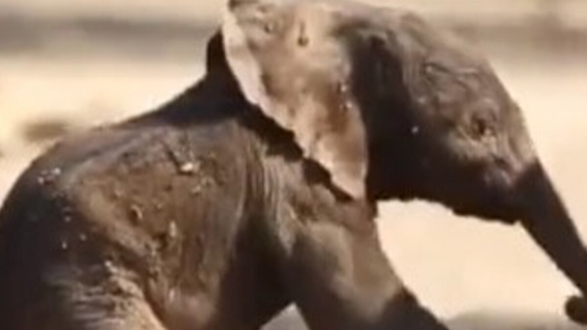 Viral Video चलने की कोशिश करता Baby Elephant का ये वीडियो आपका दिन बना