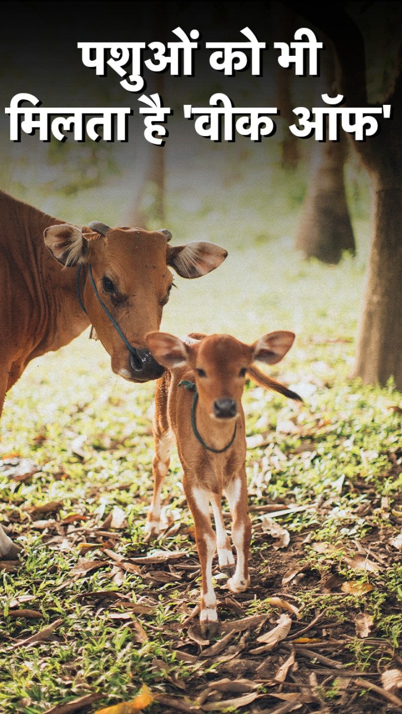 यहां पर पशुओं को भी मिलती है 1 दिन की 'छुट्टी' 
