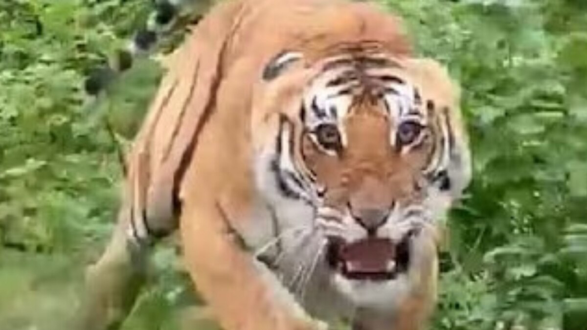 Jim Corbett National Park tiger attacks vehicle in uttarakhand viral video