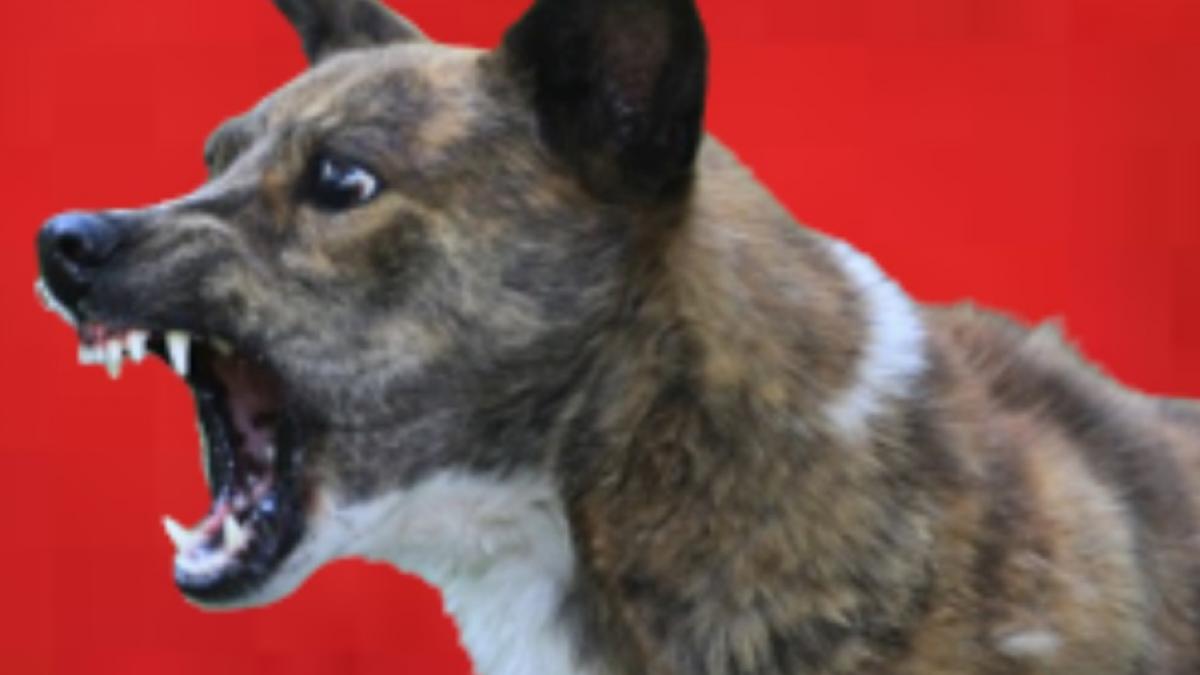 Shivmoga karnataka dog takes away child form maternity ward