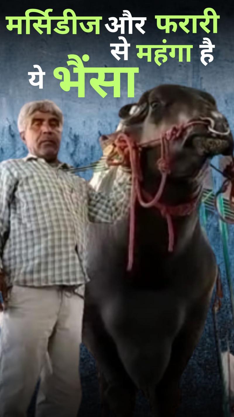 भैंसा की कीमत सुनकर हो जाएंगे हैरान