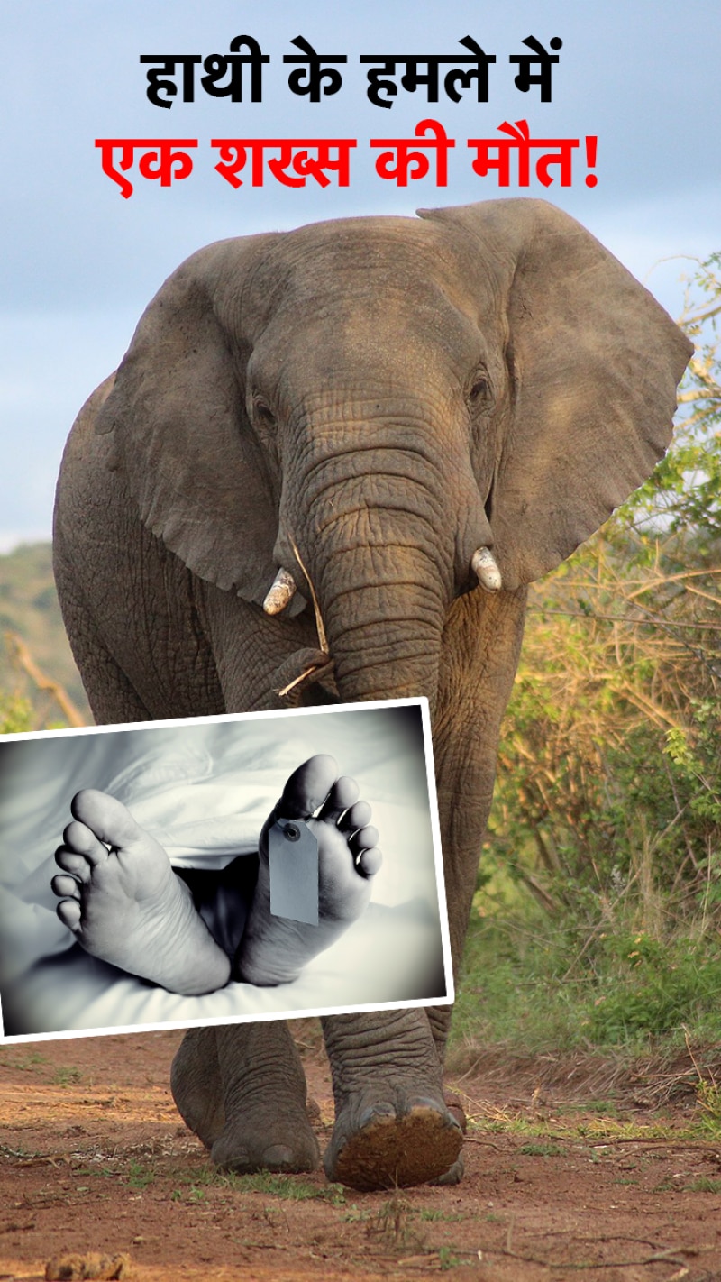 जंगली हाथी ने किया हमला, एक शख्स की मौत