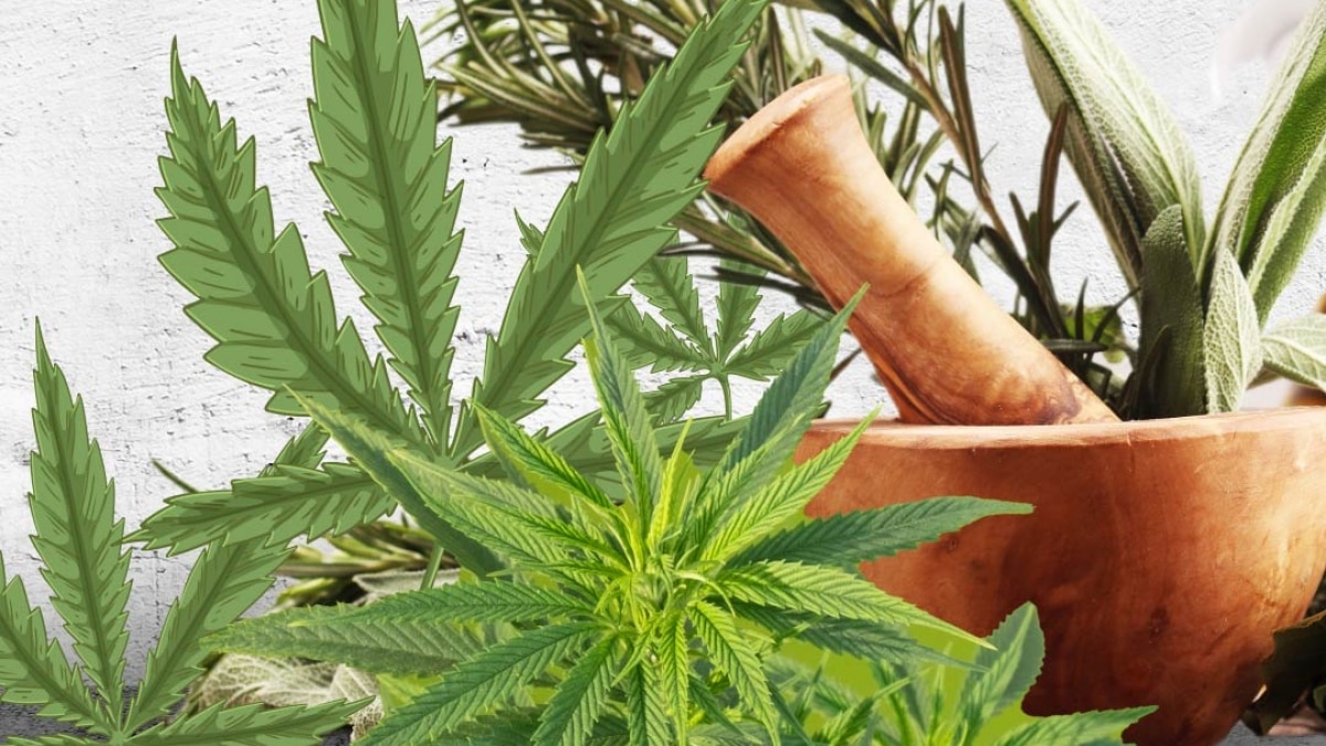 hemp plant health benefits