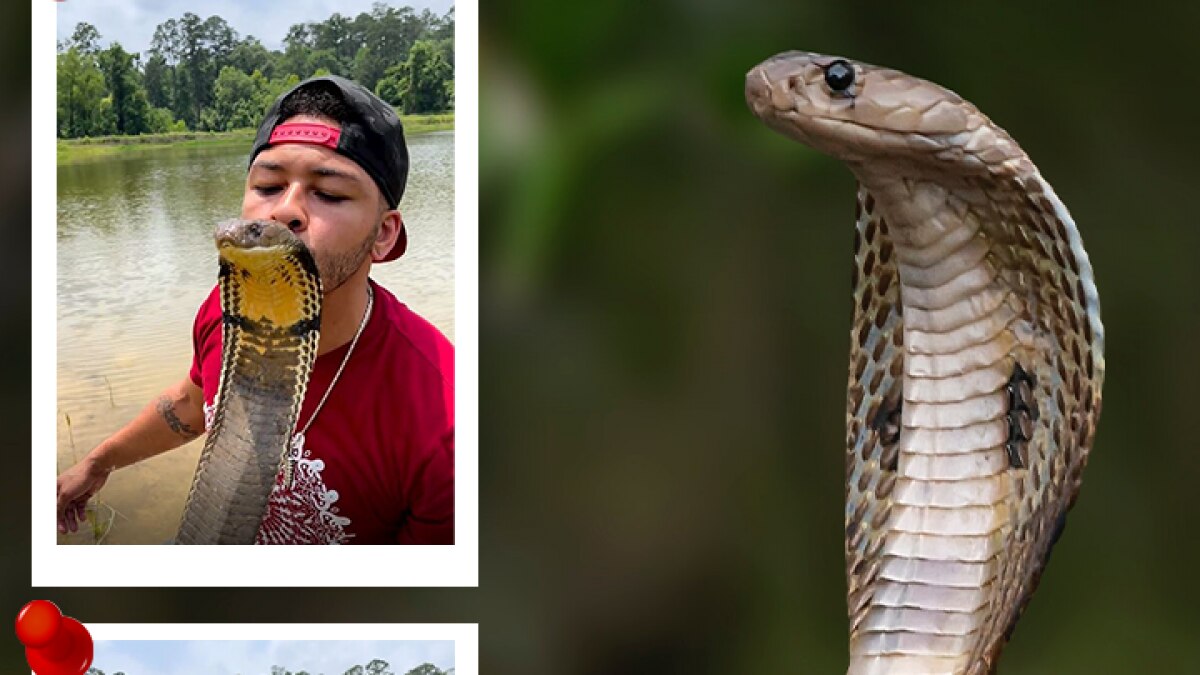 King Cobra viral video