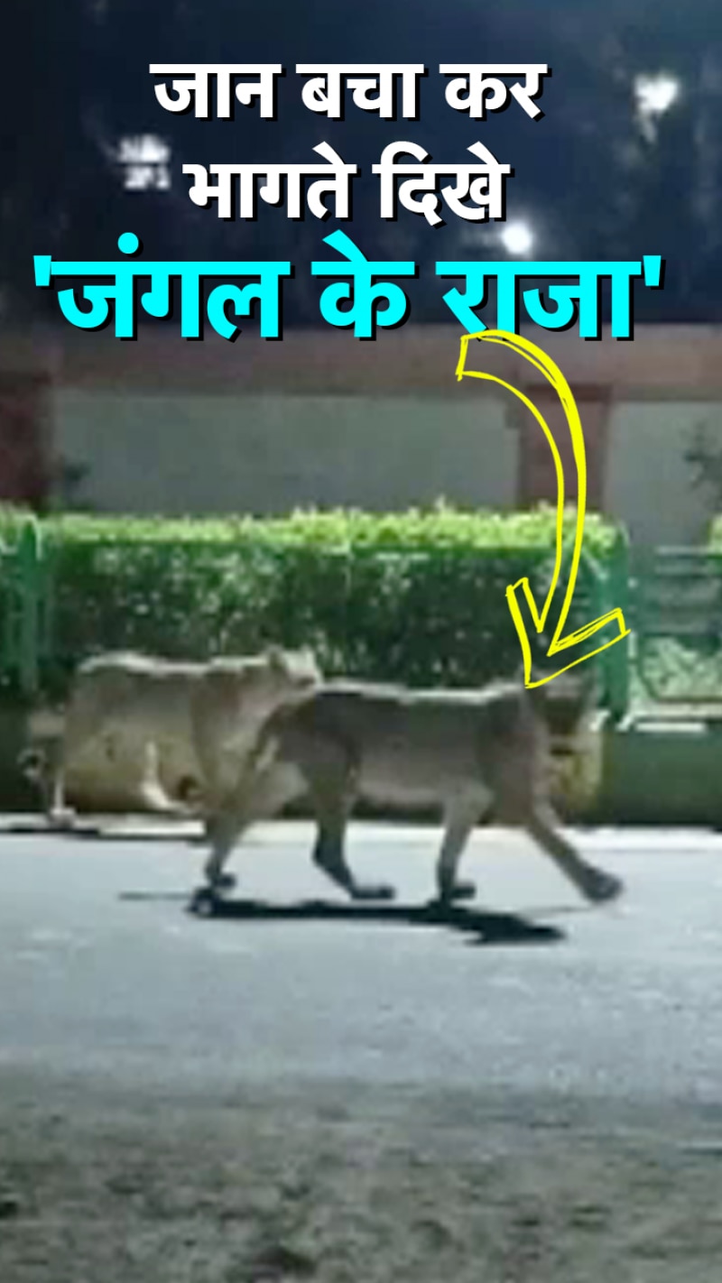 आगे-आगे शेर और पीछे-पीछे सांड, जान बचाकर भागता दिखा शेरों का झुंड