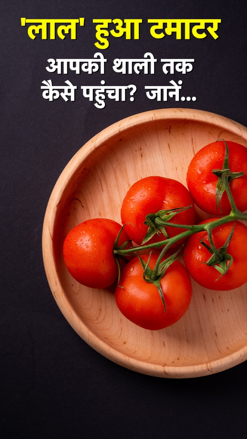 ऐसे टमाटर आया भारत, जानें पूरा सफर