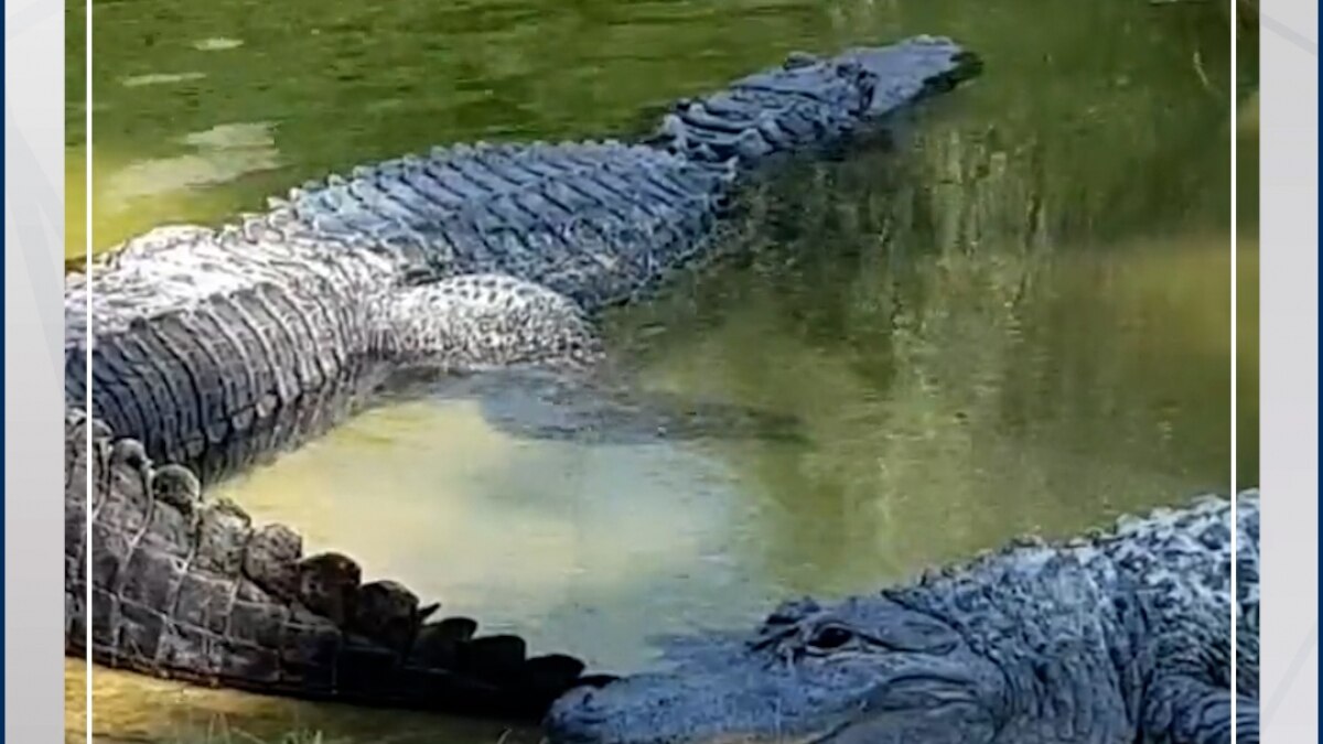 crocodile video