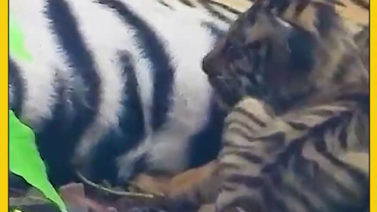 Ranthambore National Park