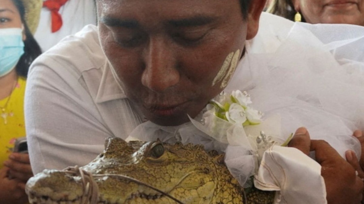 mexican mayor marries crocodile