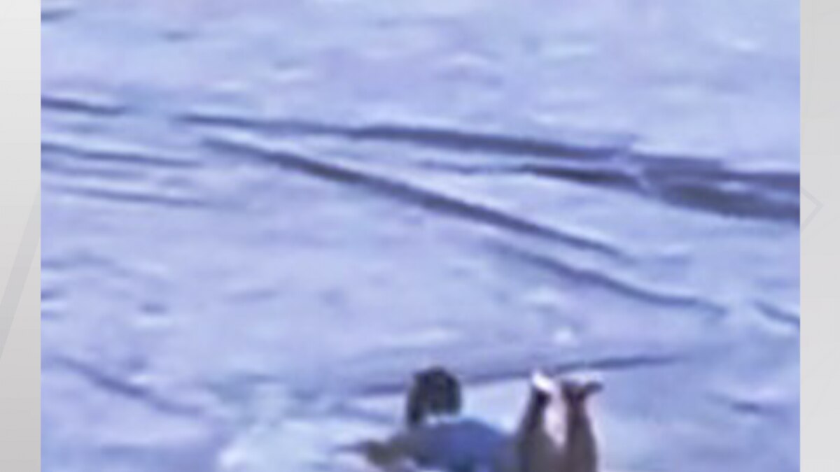 Pakistani cricketer hasan ali viral video