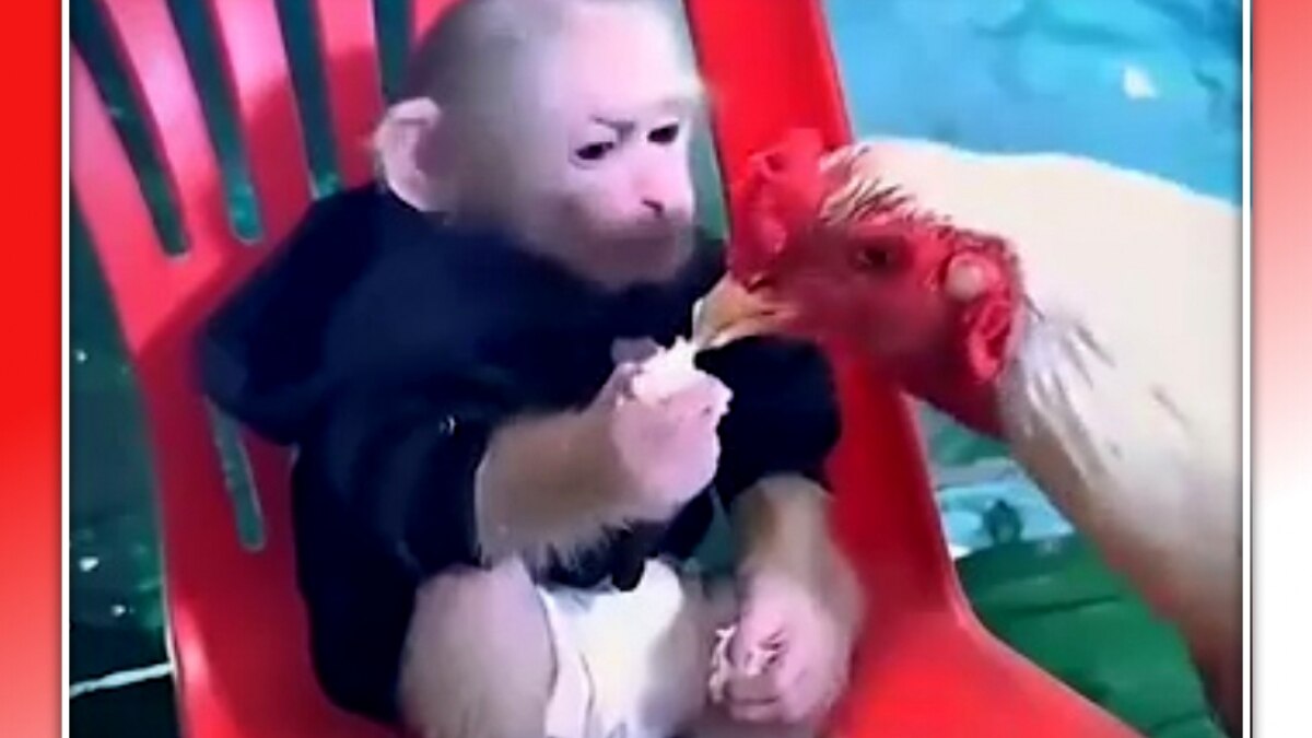 monkey fight with hen