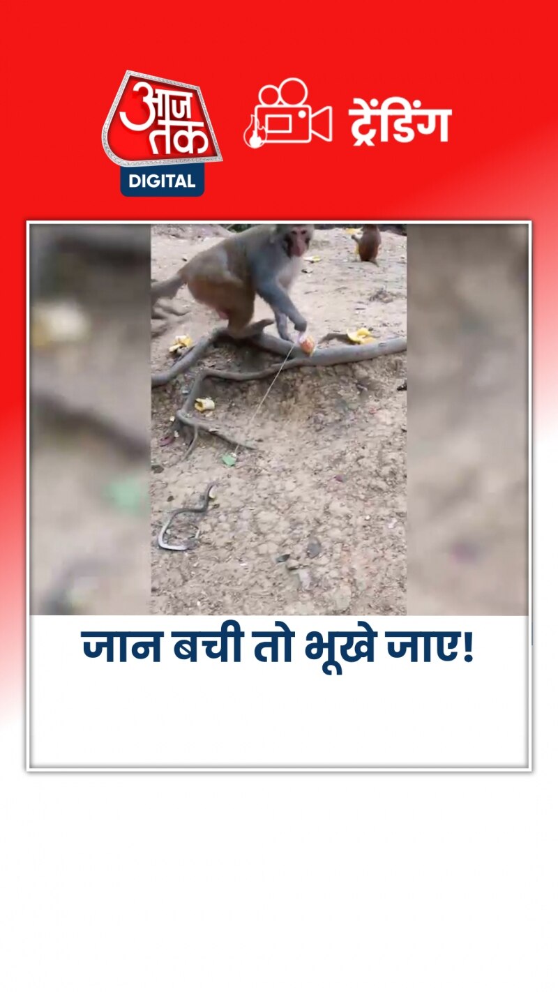 Monkey Viral Video: बंदर को लालच करना पड़ा महंगा