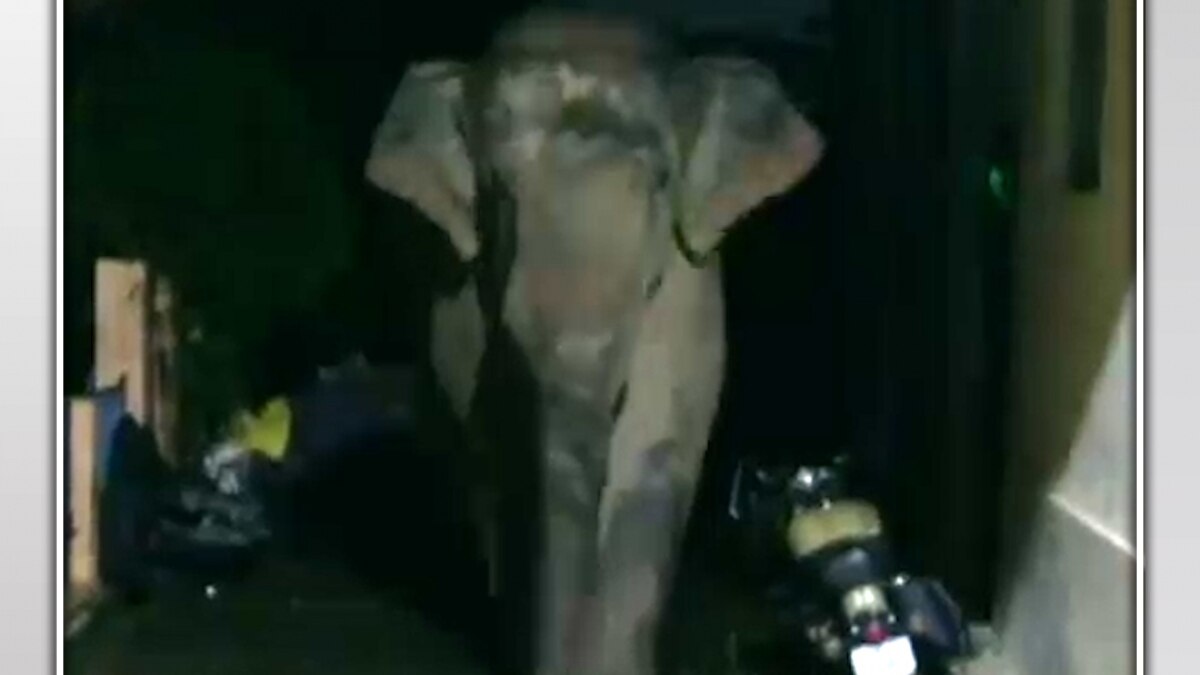 rishikesh elepant viral video