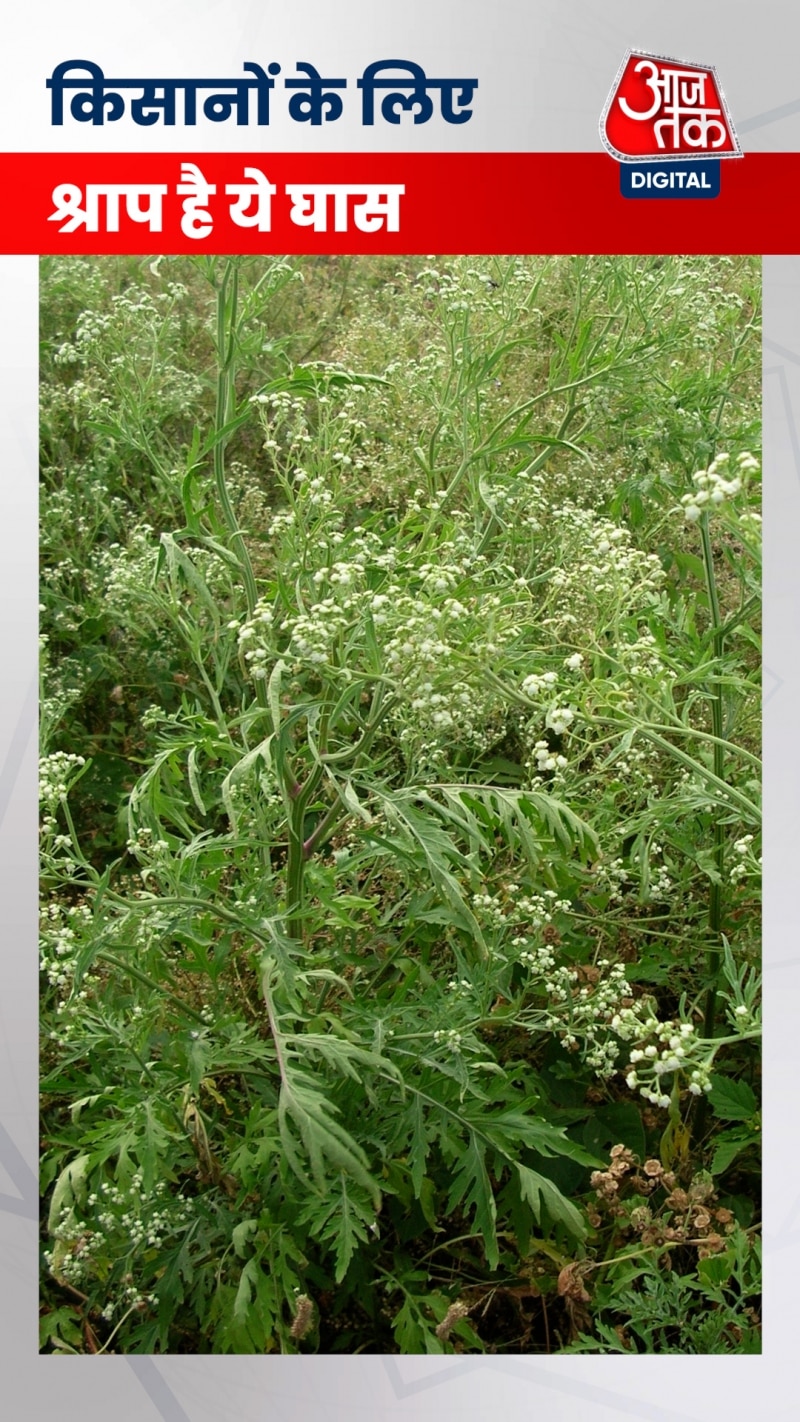 खेत में उग रही है ये घास तो तुरंत निकाल फेंके