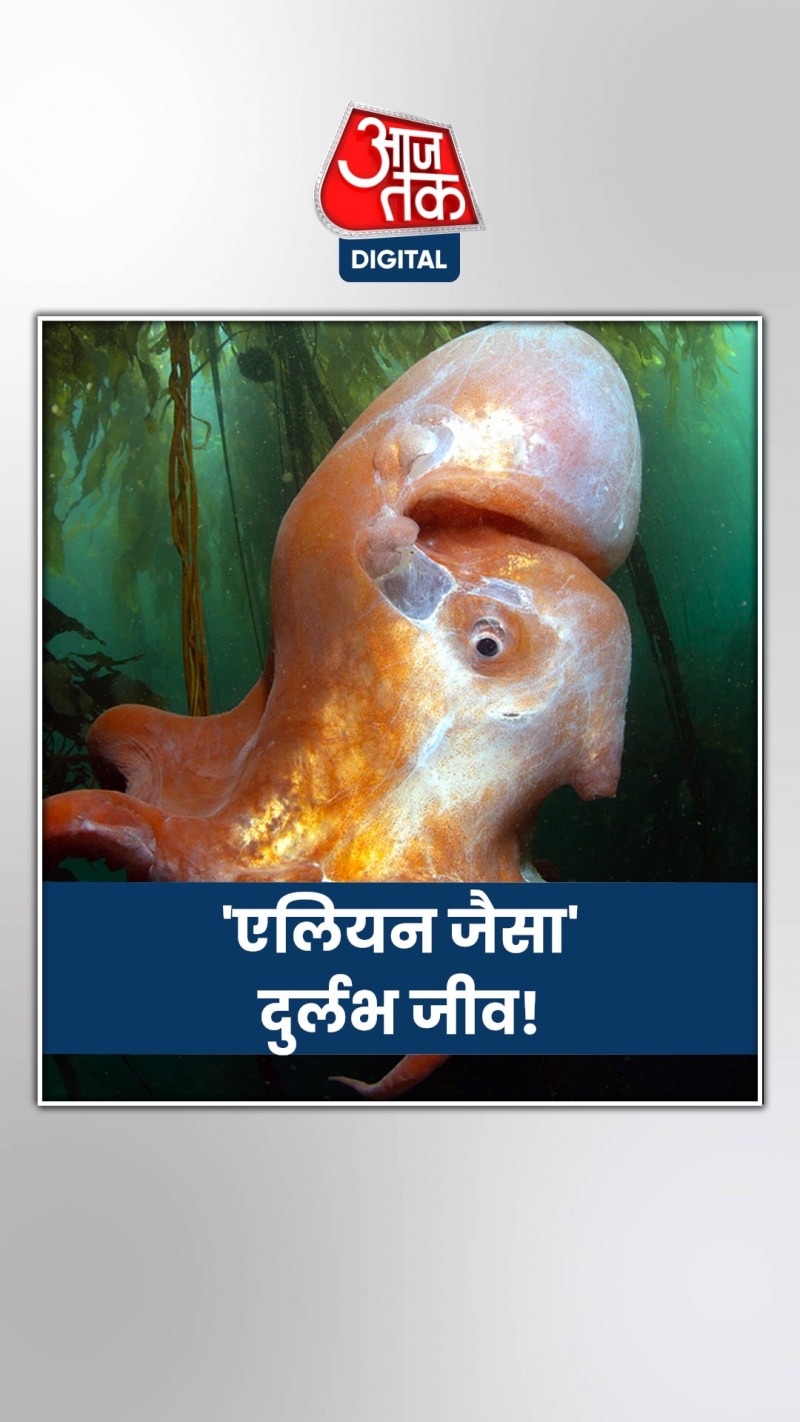 वॉशिंगटन के पास दिखा Alien जैसा दुर्लभ ऑक्टोपस
