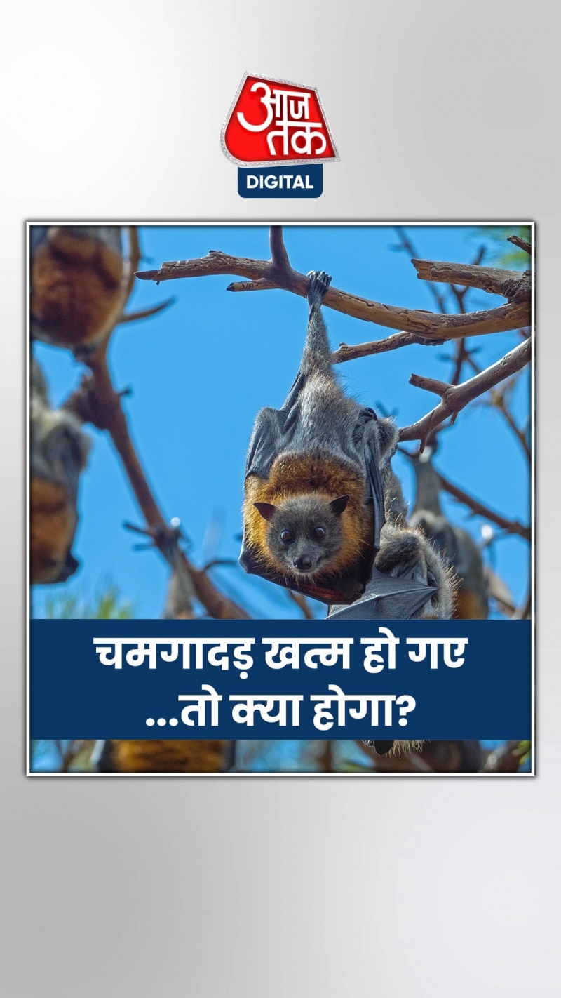 क्या चमगादड़ों को मारने से खत्म हो जाएंगी बीमारियां?