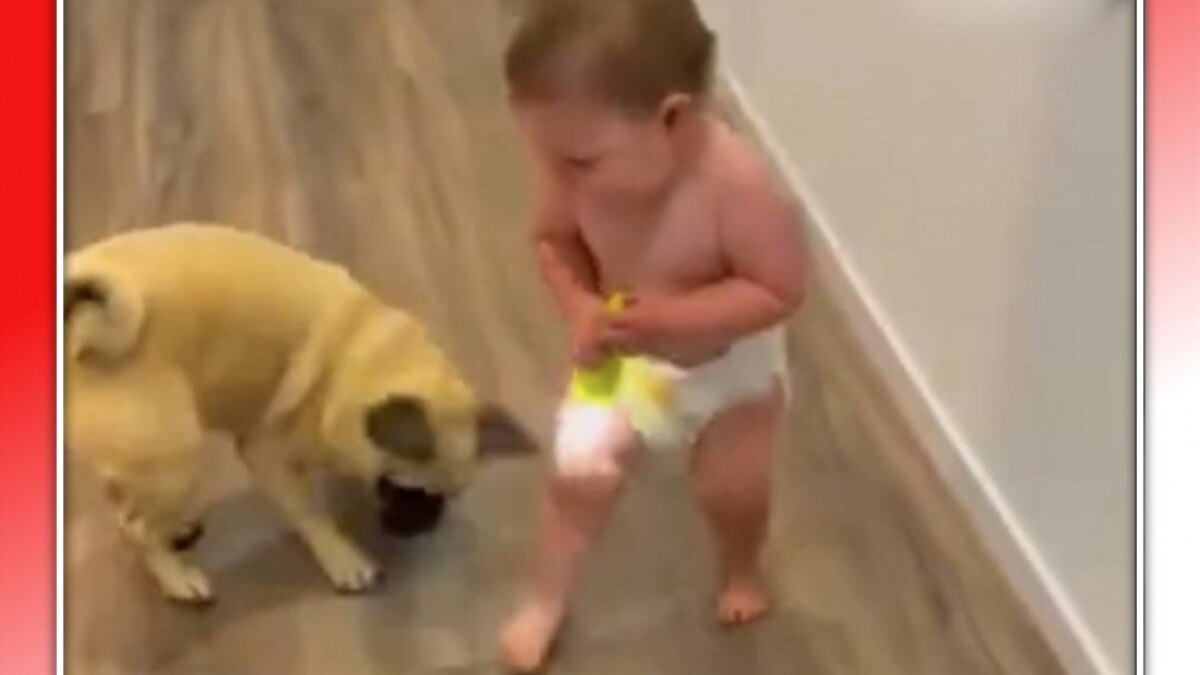 dog playing with baby