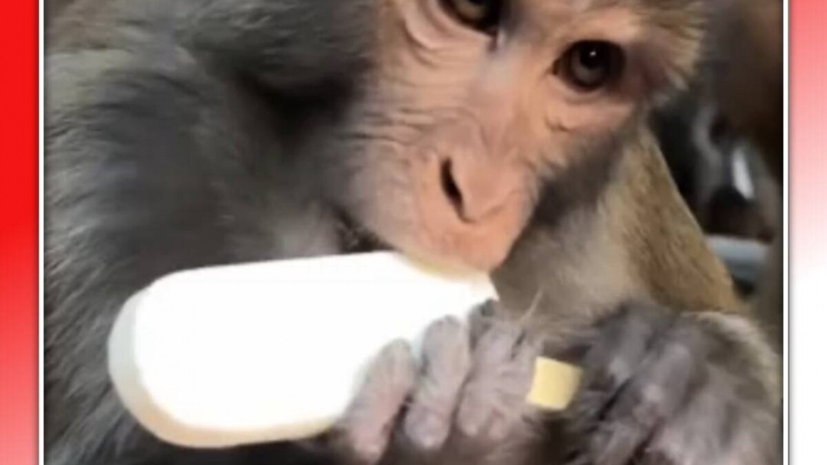 monkey ice cream party