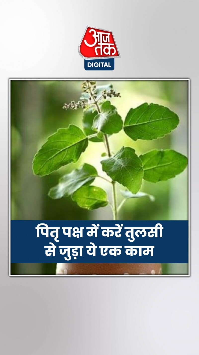 पितृ पक्ष में करें तुलसी से जुड़ा ये एक काम, होगी सिर्फ पैसों की बरसात