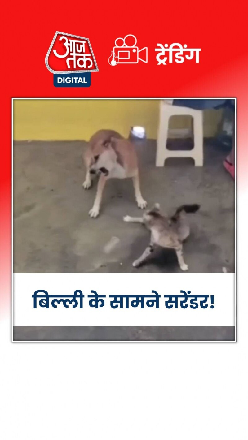 कुत्ते और बिल्ली के बीच हुई तगड़ी नोकझोंक