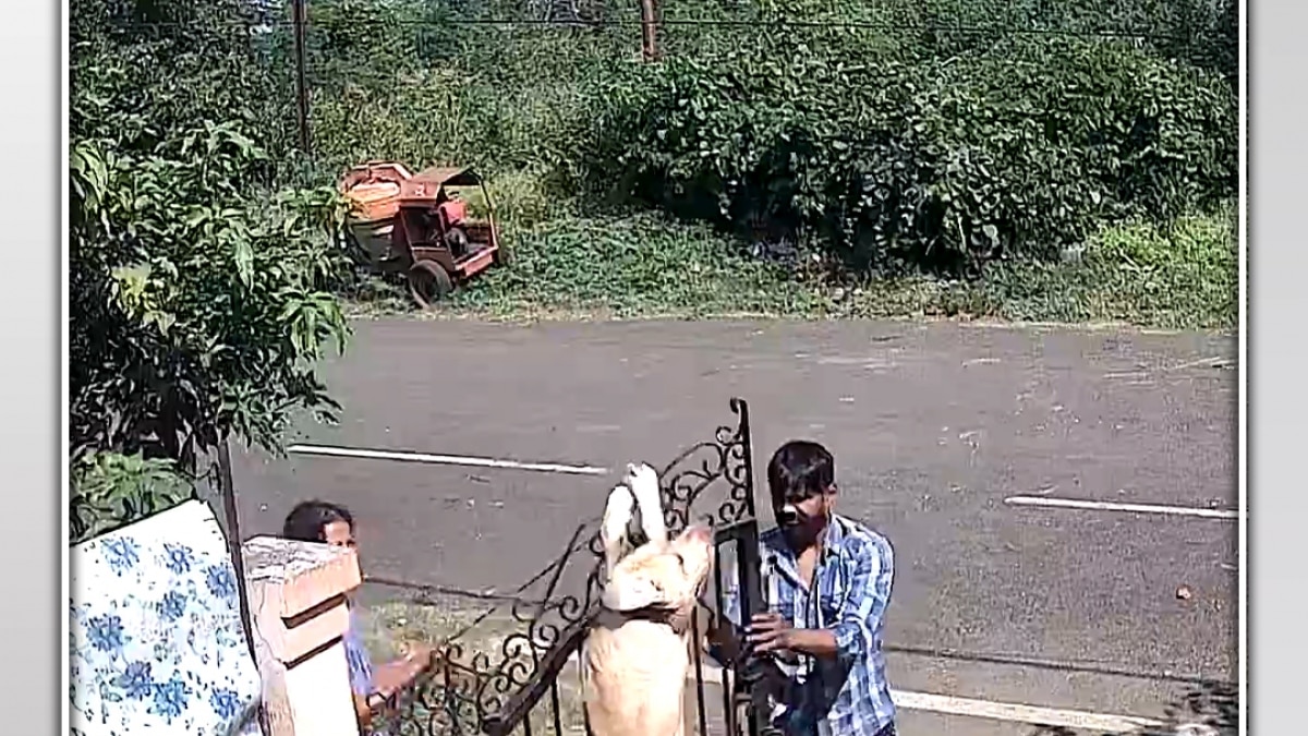 bhopal bull dog kill