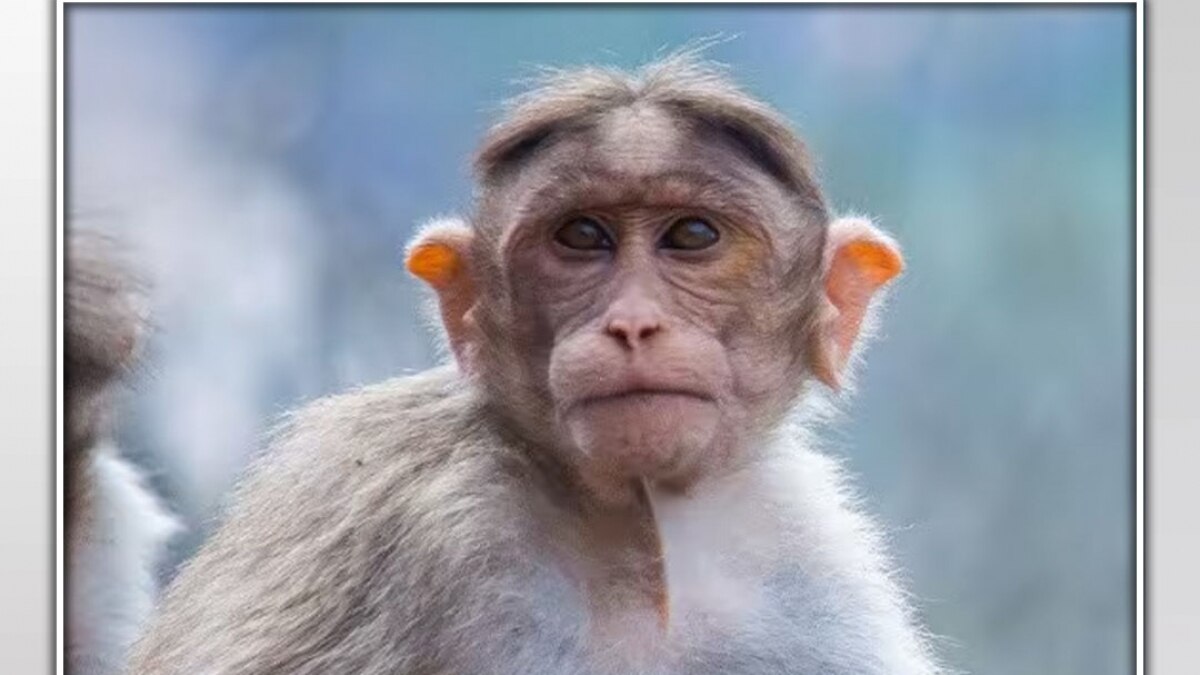 Telangana monkey incident