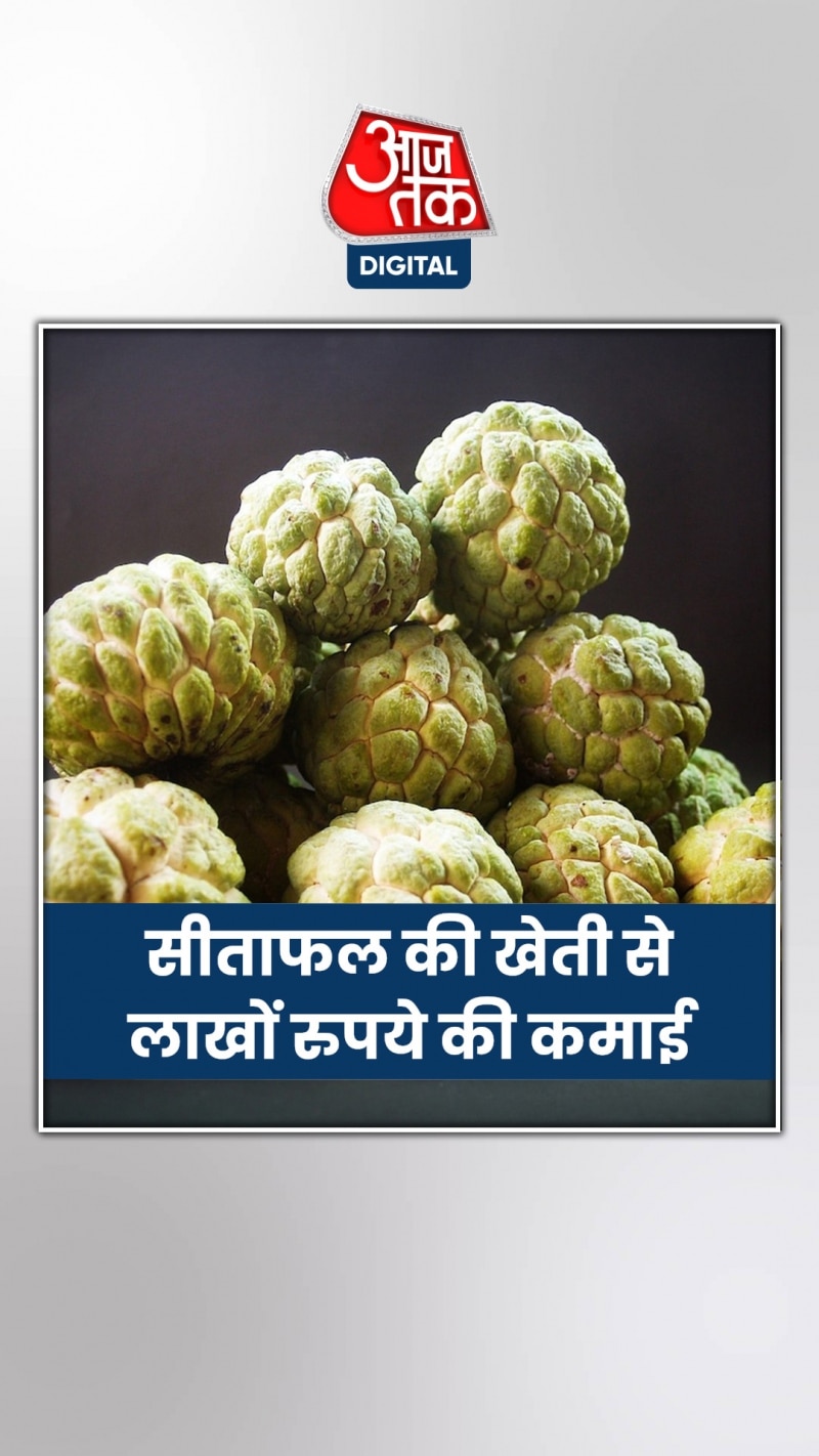 शख्स ने सीताफल की खेती से कमाए लाखों रुपये 