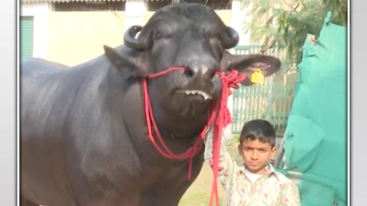 telangana news famous sadar festival