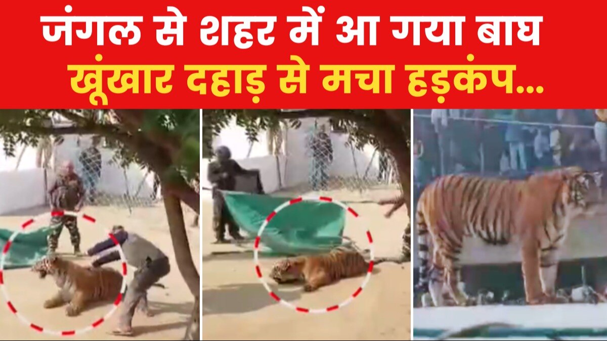 tiger spotted in pilibhit residential area