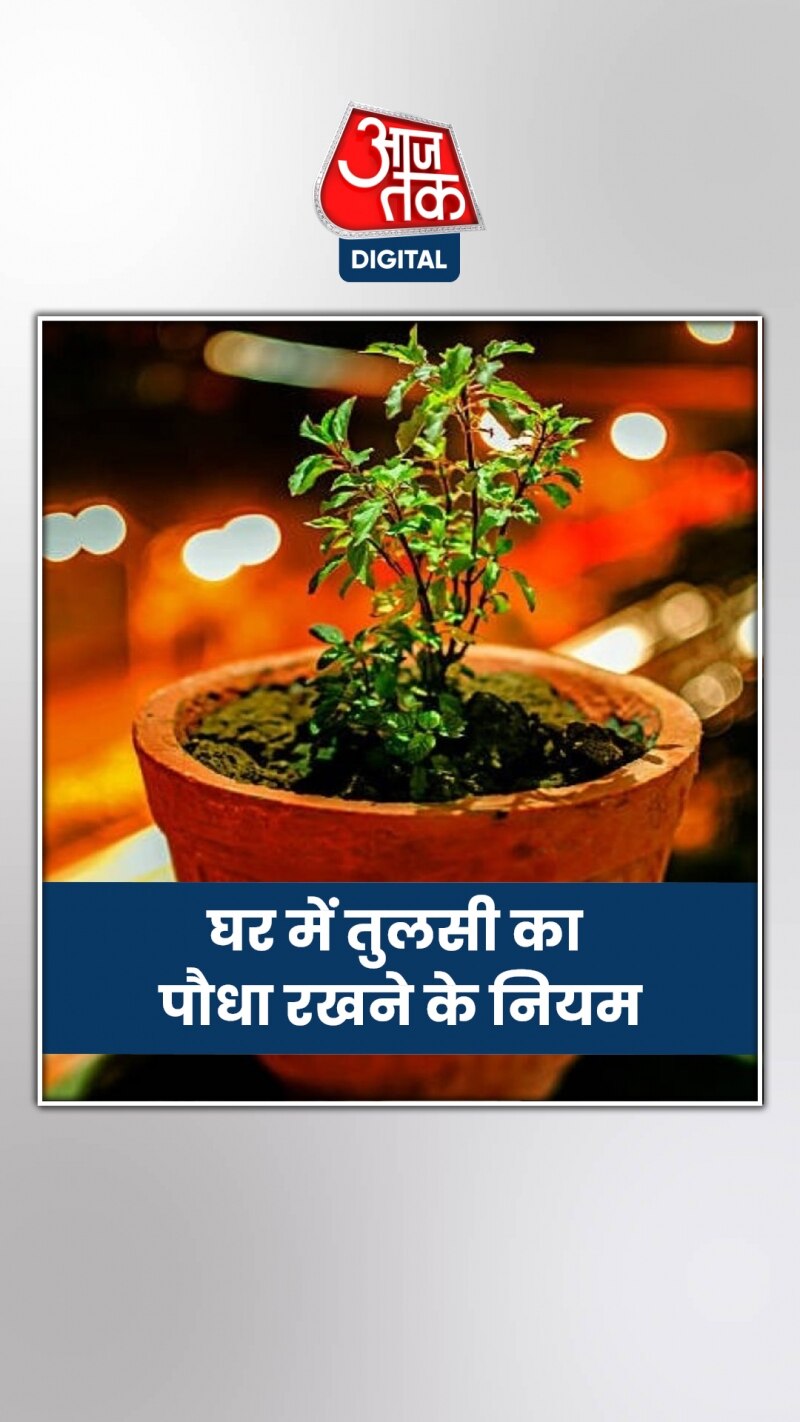 घर में तुलसी हो तो भूल से भी ना करें ये काम